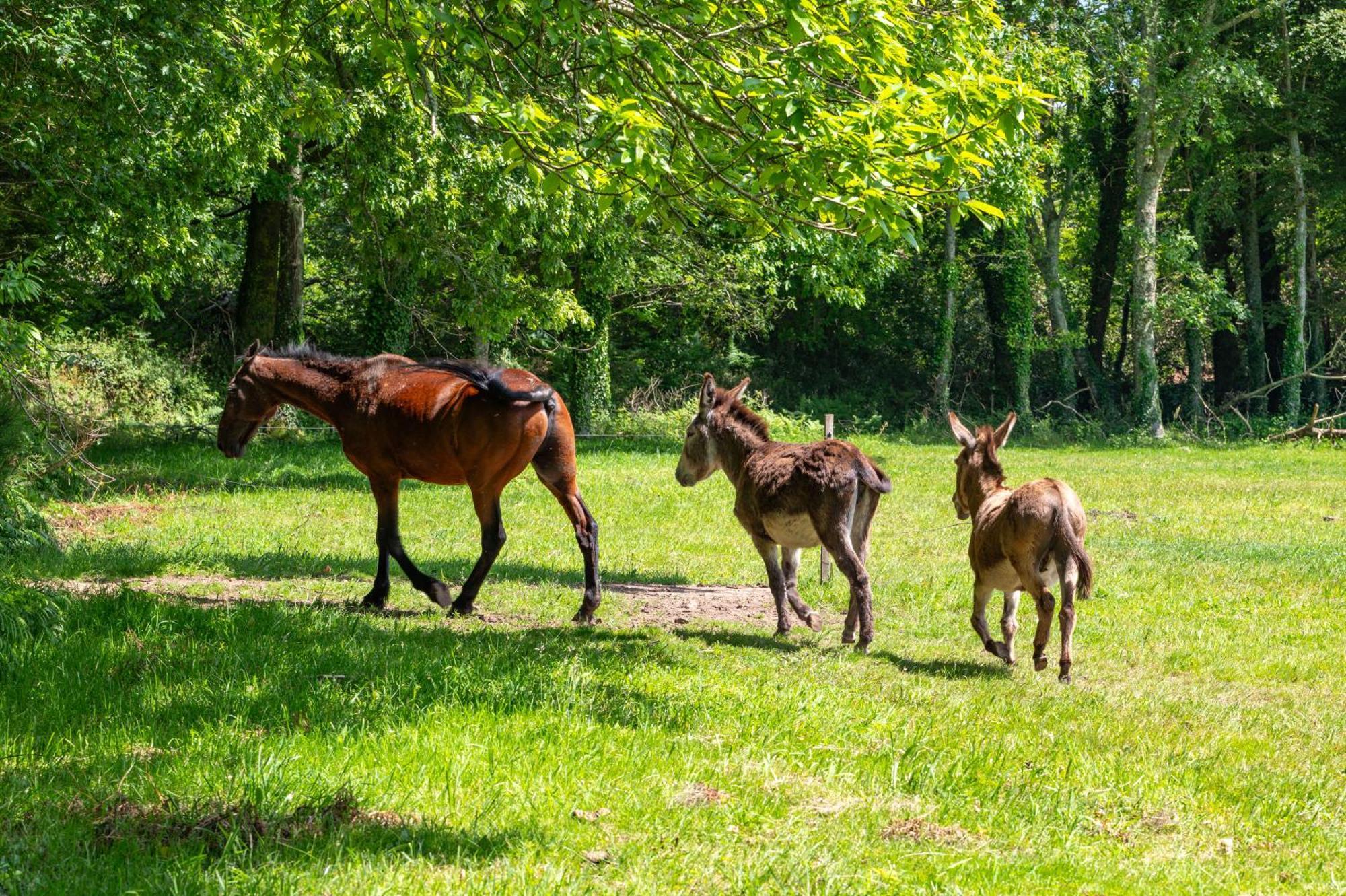 Hotel Manoir Du Stang La Forêt-Fouesnant Zewnętrze zdjęcie